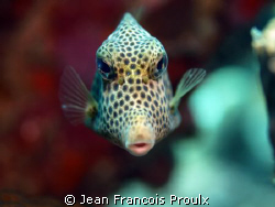 trunk fish somewhere in bonaire by Jean Francois Proulx 